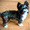 Beautiful Chocolate Yorkie