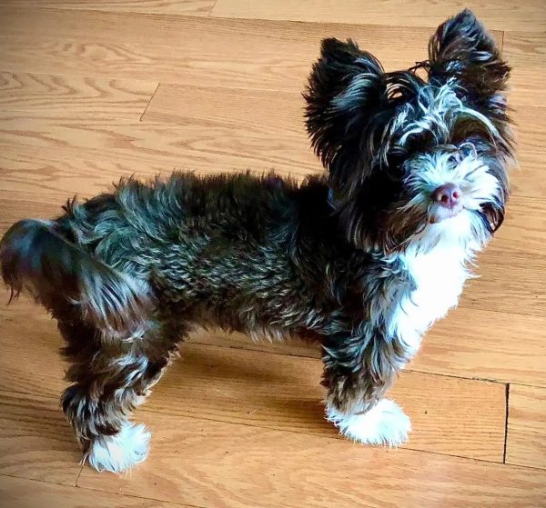 Beautiful Chocolate Yorkie