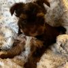 Beautiful Chocolate Yorkie