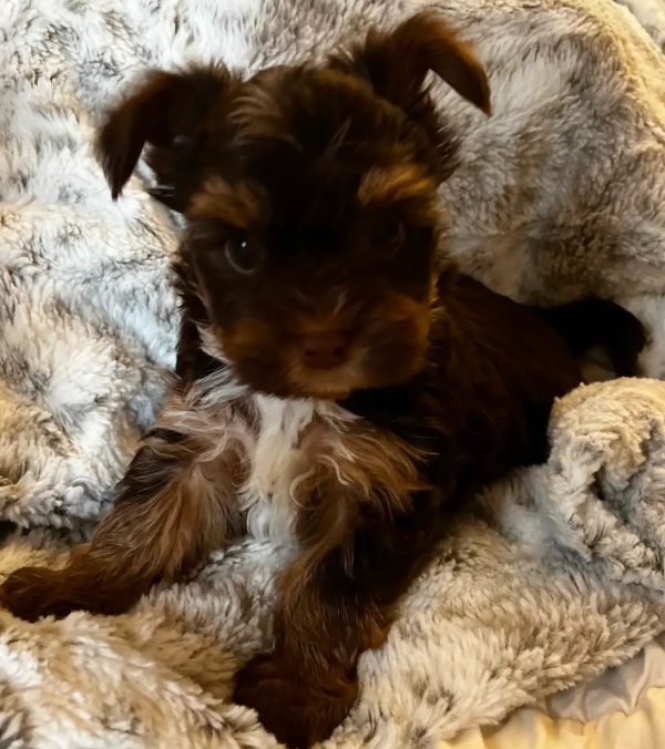 Beautiful Chocolate Yorkie