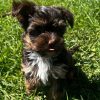 Beautiful Chocolate Yorkie