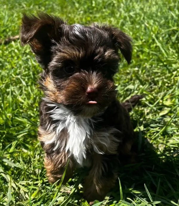 Beautiful Chocolate Yorkie