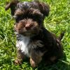 Beautiful Chocolate Yorkie
