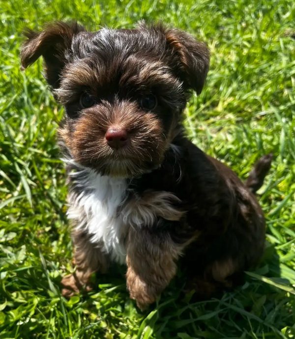 Beautiful Chocolate Yorkie