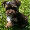 Beautiful Chocolate Yorkie
