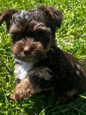 1.Chocolate Yorkie Beautiful Chocolate Yorkie