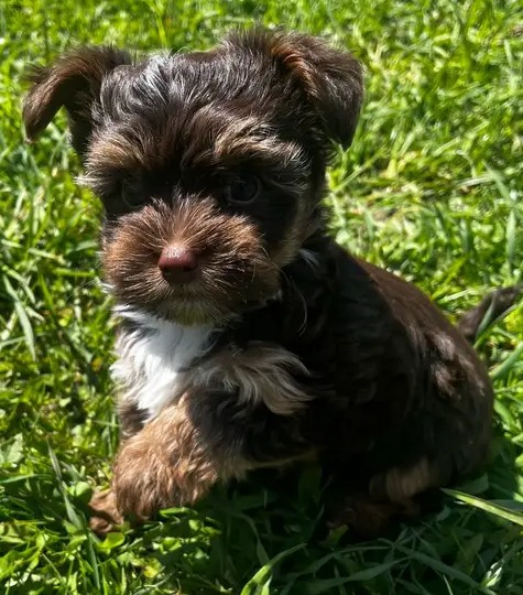 Beautiful Chocolate Yorkie