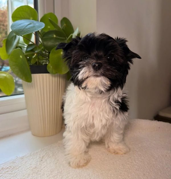 11. 3 Biewer Yorkshire Terrier Puppies 5⭐ Licensed Biewer Yorkshire Terrier Puppies – 5⭐ Licensed