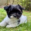 11. Biewer Yorkshire Terrier Puppies 5⭐ Licensed Biewer Yorkshire Terrier Puppies – 5⭐ Licensed