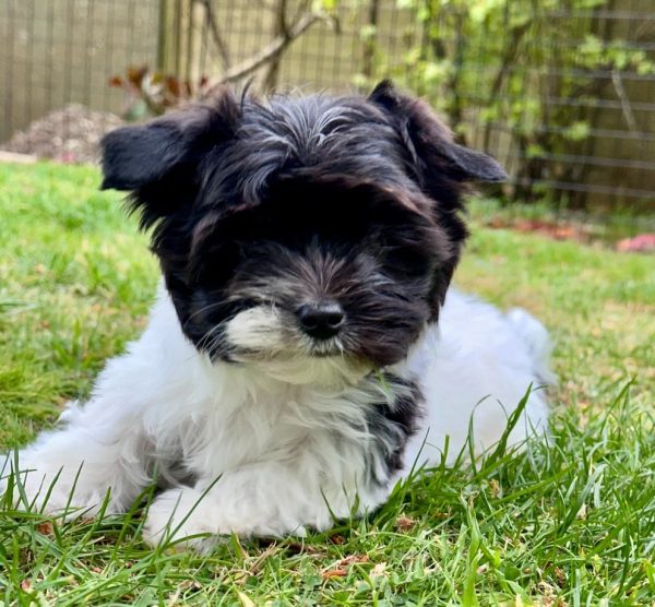 11. Biewer Yorkshire Terrier Puppies 5⭐ Licensed Biewer Yorkshire Terrier Puppies – 5⭐ Licensed