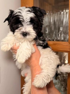 Licensed Biewer Yorkshire Terrier Puppies