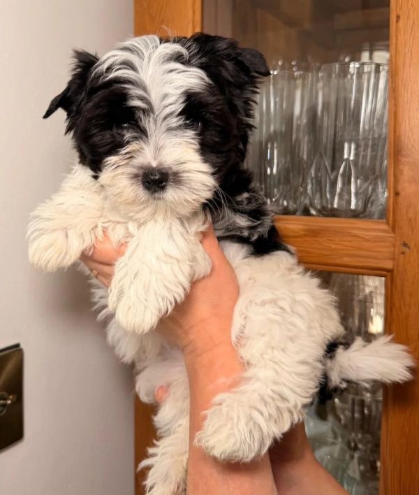 12. Biewer Yorkshire female Licensed Biewer Yorkshire Terrier Puppies