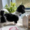 12.2 Biewer Yorkshire female Licensed Biewer Yorkshire Terrier Puppies