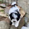 13. 3 Biewer Yorkshire family Biewer Yorkshire Terrier Puppies – Family Raised