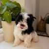 13. 5Biewer Yorkshire family Biewer Yorkshire Terrier Puppies – Family Raised