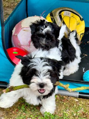 Biewer Yorkshire Terrier Puppies – Family Raised