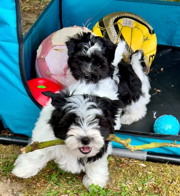 13. Biewer Yorkshire family Biewer Yorkshire Terrier Puppies – Family Raised