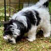 13.2 Biewer Yorkshire family Biewer Yorkshire Terrier Puppies – Family Raised