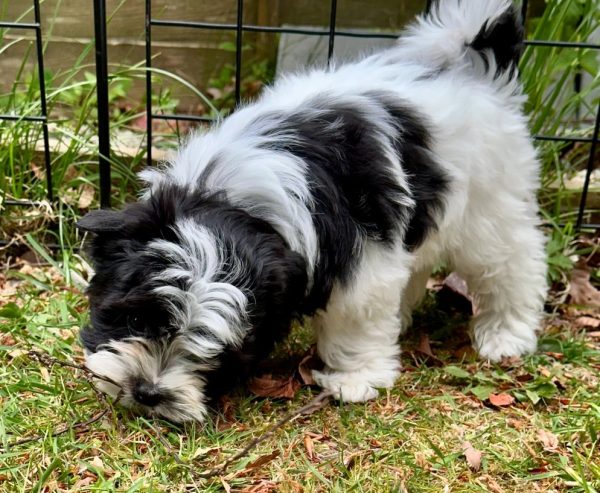 13.2 Biewer Yorkshire family Biewer Yorkshire Terrier Puppies – Family Raised