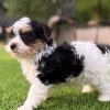 14.1 Meet Leni Meet Leni – Precious Biewer Yorkie Girl