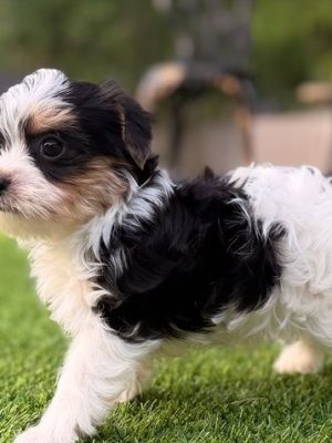 Meet Leni – Precious Biewer Yorkie Girl