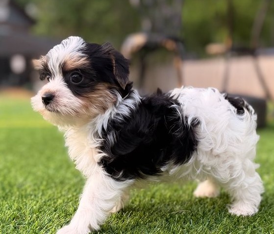 14.1 Meet Leni Meet Leni – Precious Biewer Yorkie Girl