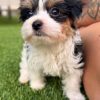 14.2 Meet Leni Meet Leni – Precious Biewer Yorkie Girl