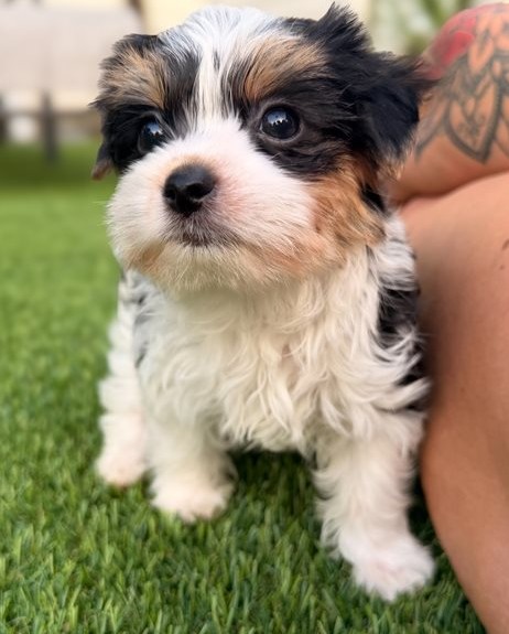 14.2 Meet Leni Meet Leni – Precious Biewer Yorkie Girl