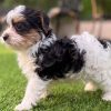 14.3 Meet Leni Meet Leni – Precious Biewer Yorkie Girl