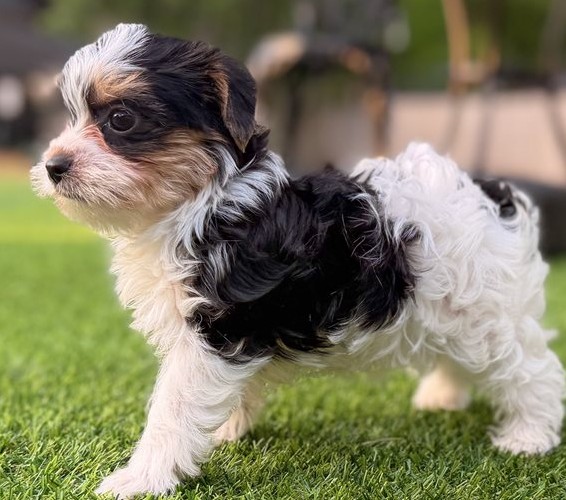 14.3 Meet Leni Meet Leni – Precious Biewer Yorkie Girl