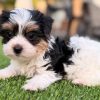 14.4 Meet Leni Meet Leni – Precious Biewer Yorkie Girl