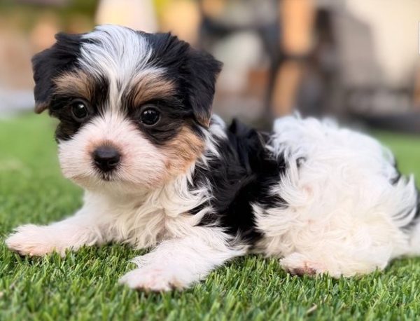 14.4 Meet Leni Meet Leni – Precious Biewer Yorkie Girl