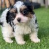 14.5 Meet Leni Meet Leni – Precious Biewer Yorkie Girl