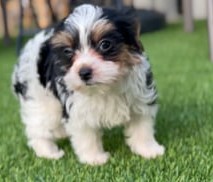 14.5 Meet Leni Meet Leni – Precious Biewer Yorkie Girl