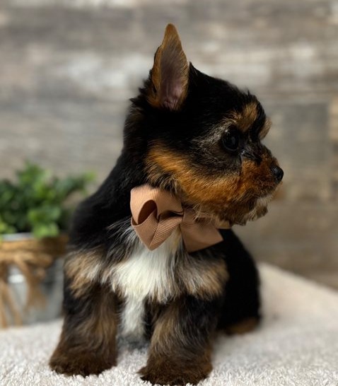 15. 3 little Yorkie Lukas – Handsome Little Yorkie Boy