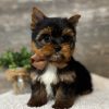 15. little Yorkie Lukas – Handsome Little Yorkie Boy