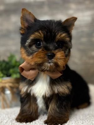 Lukas – Handsome Little Yorkie Boy