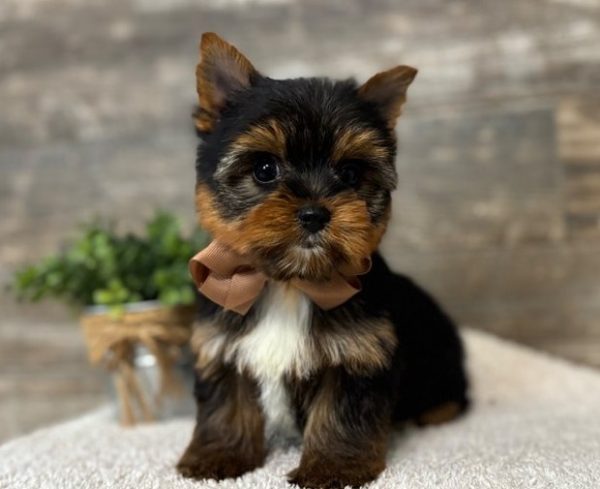 15. little Yorkie Lukas – Handsome Little Yorkie Boy