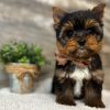 15.2 little Yorkie Lukas – Handsome Little Yorkie Boy