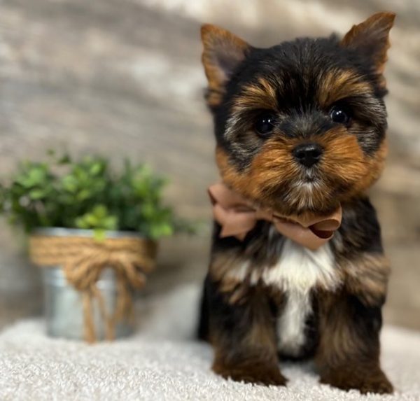 15.2 little Yorkie Lukas – Handsome Little Yorkie Boy