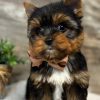 15.4 little Yorkie Lukas – Handsome Little Yorkie Boy