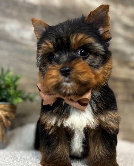 15.4 little Yorkie Lukas – Handsome Little Yorkie Boy