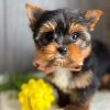 15.5 little Yorkie Lukas – Handsome Little Yorkie Boy