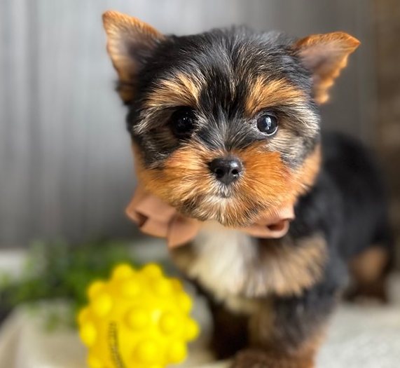 15.5 little Yorkie Lukas – Handsome Little Yorkie Boy