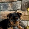 Emil – EU-Registered Yorkshire Terrier Boy