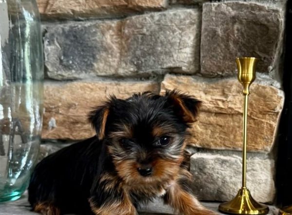 Emil – EU-Registered Yorkshire Terrier Boy
