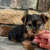 Emil – EU-Registered Yorkshire Terrier Boy