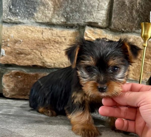 Emil – EU-Registered Yorkshire Terrier Boy