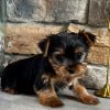 Emil – EU-Registered Yorkshire Terrier Boy