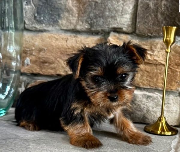 Emil – EU-Registered Yorkshire Terrier Boy